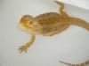 Bartagame männlich Redflame/ Hypo-Red Picasso Citrus