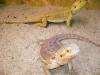 Bartagame weiblich Sandfire Redflame/ Blood zu verkaufen