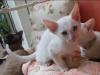 Schnne weisses Siam/  Britisch Kurzhaar Mix Kitten