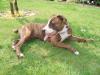 American Staffordshire Terrier nur in liebevolle Hände abzugeben 