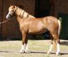 wunderschöne walisische Ponys Pferde 