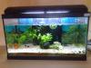 Aquarium (ca. 60Liter) mit integrierter BioBox und viel Zubehör