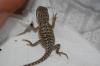 Reptilienparadies Boerdeland hat Farbbartagamen Nachwuchs