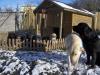 Unsere blonden Labrador-Welpen sind da!!!