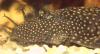 Braune Antennenwelse,  Ancistrus,  3-4 cm
