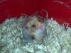 Süßes Teddy Hamster Männchen sucht neues Zuhause