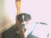 Snoopy sucht ein neues zuhause
