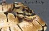 Königspython Python regius verschiedene Varianten