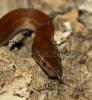  Lamprophis capensis /  fuliginosus   