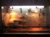 Terrarium mit Zub.Unterschr, Lichtkasten 120x60x80