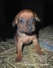 6 Süsse Zwergpinscher welpen suchen ein Zuhause !