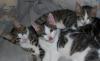 Maine Coon Mix in Wiesbaden abzugeben