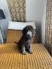 Wunderschönen Labradoodle Welpen 1000€