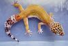 Leopardgeckos