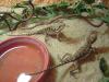 4, 3 Pogona Henrylawsoni (Zwergbartagamen) von Ende 07/ 09 