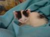 12-Wochen alter,  stubenreiner Kater zu verschenken