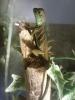 stirnlappen basilisken (basiliscus plumiforns)