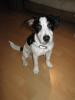 Süße Jack Russell Hündin abzugeben 5 1/ 2 Monate alt 