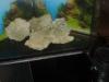 biete eckaquarium