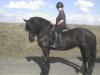 RB/ Pflgepferd gesucht