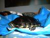 Gelbwangenschmuckschildkröten kostenlos abzugeben 