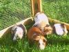 private notstation für kaninchen und meerschweinchen