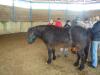  Workshop: Neue Wege in der Heilung von Mensch und Tier