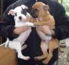 Bulldog Welpen AB/ OEB