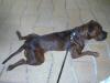 hübsche Staffordshire-Boxermix Hündin