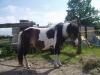 Welsh a Mix Stute