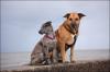 Biete liebevolle Hundebetreuung,  mit viel Erfahrung