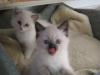 Ragdollbabys