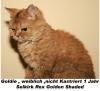 Dringende Vermittlung von versch. Rassekatzen