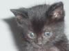 Kleines süßes Katzenbaby Mäuschen sucht liebes und neues zu Hause