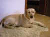 Labrador-Retriever sucht hündin zum decken!!!