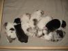 Australian Shepherd Welpen mit Papieren suchen ein Zuhause