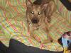 Felix,  Mischlingsschäferhund sucht ein liebes zuhause