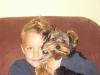 Yorkshire terrier Rüde ( Biewer ) von April 2009