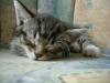 20 Fragen und Antworten zur allgemeinen Katzengesundheit