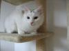 weißer Türkisch-Angora-Mix Kater sucht Zuhause