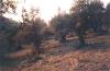Schoenes Hanggrundstueck auf Skiathos/ Griechenland