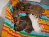 boxermischlinge
