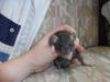 Ratten aus langjähriger Hobbyzucht