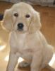 Golden Retriever Welpe-Rüde