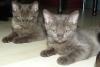BKH-Kitten chocolate,  black smoke