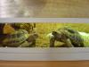 2 männliche Landschildkröten 04 zu verkaufen