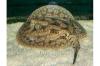 Potamotrygon hystrix Süßwasserrochen