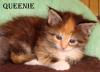Maine Coon Babys