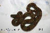 Boa constrictor imperator (Costa Rica) H+E Stöckl Line