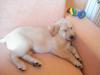 Labrador zu verkaufen ist am 05.08.2009 geboren ist weiblich